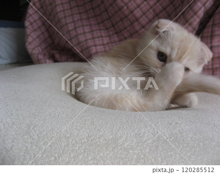 毛づくろい中の猫 120285512