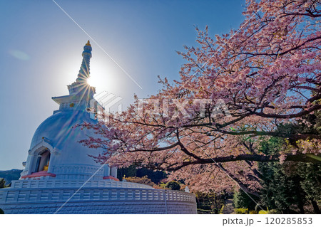 御殿場・平和公園の仏舎利塔と桜 120285853