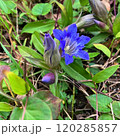 リンドウが咲いた様子 120285857