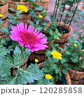 満開の桃色の菊 120285858