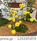 菊の盆栽 120285859