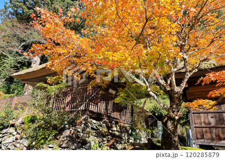 楓と日向見薬師堂 120285879