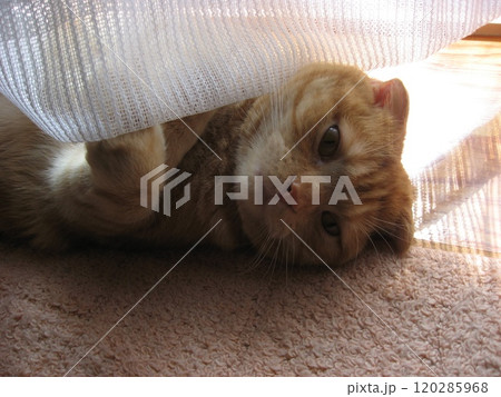 カーテンに潜る猫 120285968