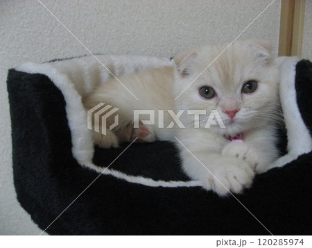 見つめる子猫 見つめる子猫 120285974