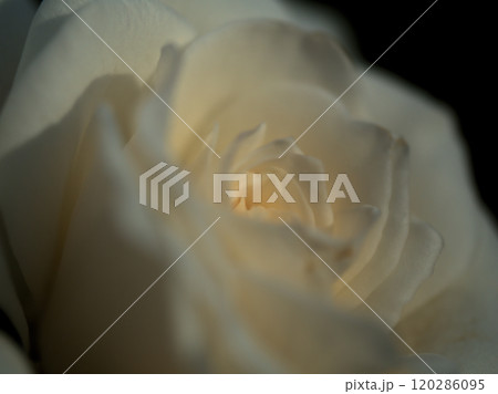 10月に咲いた白く美しいバラの花「アイスバーグ(シュネーヴィッチェン)」 10月に咲いた白く美しいバラの花「アイスバーグ(シュネーヴィッチェン)」 120286095