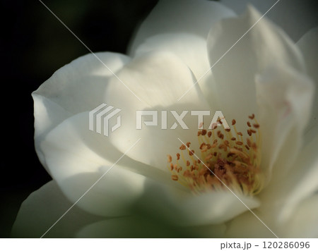 10月に咲いた白く美しいバラの花「アイスバーグ（シュネーヴィッチェン）」 120286096