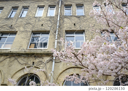 春の旧成徳中学校跡 春の旧成徳中学校跡 120286130