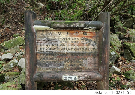 『 かじかの滝 』【洞川自然研究路散策コース 】/ 奈良県天川村洞川(どろがわ) 『 かじかの滝 』【洞川自然研究路散策コース 】/ 奈良県天川村洞川(どろがわ) 120286150