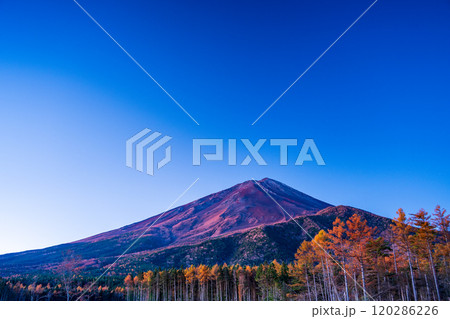 【山梨県】朝日を浴びて輝く、晩秋のカラマツ黄葉と富士山 【山梨県】朝日を浴びて輝く、晩秋のカラマツ黄葉と富士山 120286226