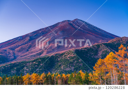 【山梨県】朝日を浴びて輝く、晩秋のカラマツ黄葉と富士山 【山梨県】朝日を浴びて輝く、晩秋のカラマツ黄葉と富士山 120286228