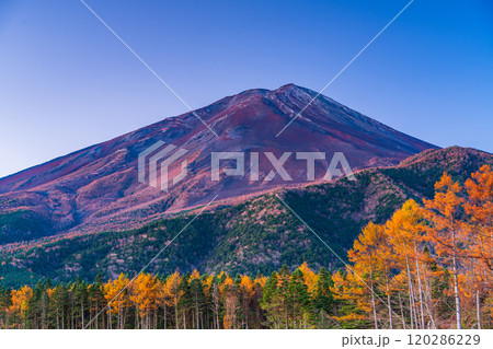 【山梨県】朝日を浴びて輝く、晩秋のカラマツ黄葉と富士山 120286229