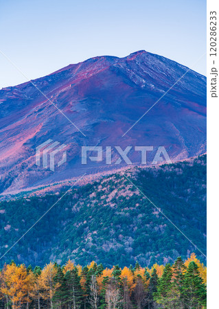 【山梨県】朝日を浴びて輝く、晩秋のカラマツ黄葉と富士山 120286233