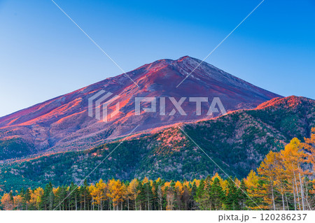 【山梨県】朝日を浴びて輝く、晩秋のカラマツ黄葉と富士山 120286237