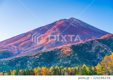 【山梨県】朝日を浴びて輝く、晩秋のカラマツ黄葉と富士山 【山梨県】朝日を浴びて輝く、晩秋のカラマツ黄葉と富士山 120286238