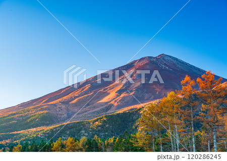 【山梨県】朝日を浴びて輝く、晩秋のカラマツ黄葉と富士山 【山梨県】朝日を浴びて輝く、晩秋のカラマツ黄葉と富士山 120286245