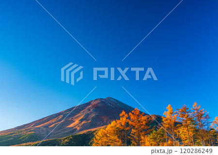 【山梨県】朝日を浴びて輝く、晩秋のカラマツ黄葉と富士山 120286249
