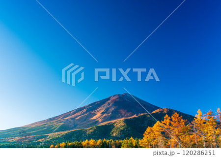 【山梨県】朝日を浴びて輝く、晩秋のカラマツ黄葉と富士山 【山梨県】朝日を浴びて輝く、晩秋のカラマツ黄葉と富士山 120286251
