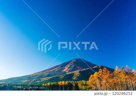【山梨県】朝日を浴びて輝く、晩秋のカラマツ黄葉と富士山 【山梨県】朝日を浴びて輝く、晩秋のカラマツ黄葉と富士山 120286252