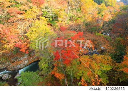 紅葉の天ヶ谷渓谷（大分県九重町） 120286333