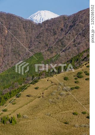 箱根外輪山・矢倉沢峠付近から見る富士山山頂 120286502
