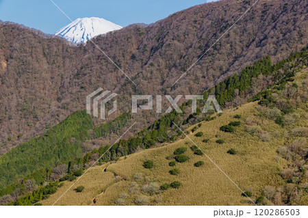 箱根外輪山・矢倉沢峠付近から見る富士山山頂 120286503