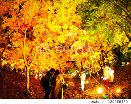 長瀞紅葉まつりのライトアップ 長瀞紅葉まつりのライトアップ 120286579