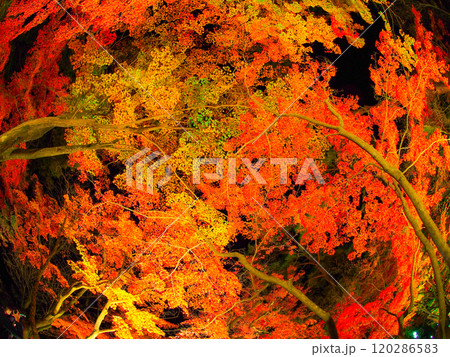 長瀞紅葉まつりのライトアップ 長瀞紅葉まつりのライトアップ 120286583