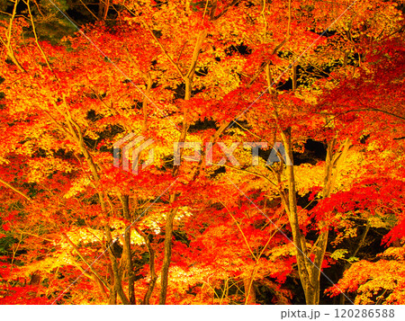 長瀞紅葉まつりのライトアップ 長瀞紅葉まつりのライトアップ 120286588