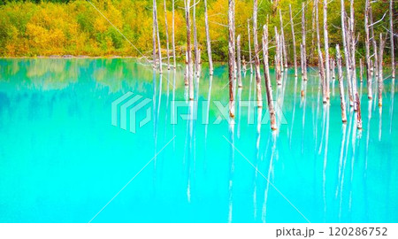 北海道美瑛町の絶景・青い池 北海道美瑛町の絶景・青い池 120286752