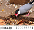 エサを探す桜文鳥 120286771