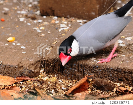 エサを探す桜文鳥 120286771
