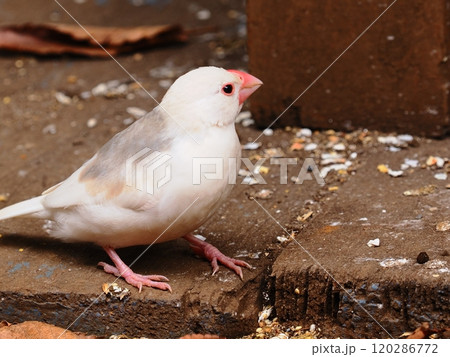 文鳥がいる風景 120286772