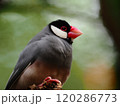 くつろぐ桜文鳥 120286773