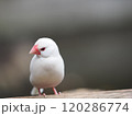 柵にとまる白文鳥 120286774