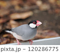 見つめる桜文鳥 120286775