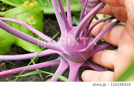 close-up of a woman's hand holding a purple kohlrabi growing in the soil in a vegetable garden, outdoors in summer 120286839