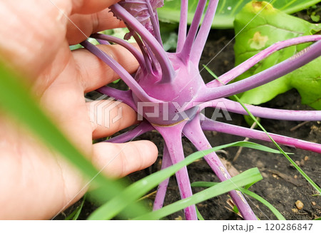 close-up of a woman's hand holding a purple kohlrabi growing in the soil in a vegetable garden, outdoors in summer 120286847