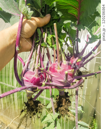 A woman's hand holds three freshly picked purple cabbage turnips with leaves and roots, outdoors in summer, vertical photo A woman's hand holds three freshly picked purple cabbage turnips with leaves and roots, outdoors in summer, vertical photo 120286864