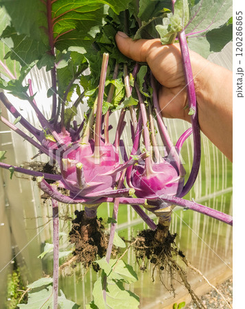 A woman's hand holds three freshly picked purple cabbage turnips with leaves and roots, outdoors in summer, vertical photo A woman's hand holds three freshly picked purple cabbage turnips with leaves and roots, outdoors in summer, vertical photo 120286865