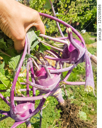 A woman's hand holds three freshly picked purple cabbage turnips with leaves and roots, outdoors in summer, vertical photo 120286866
