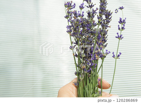 A woman's hand holds a romantic bouquet of purple lavender on a white background A woman's hand holds a romantic bouquet of purple lavender on a white background 120286869
