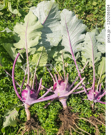 The harvest of kohlrabi cabbage in the garden, three vegetables lying on the grass, torn from the soil with roots 120286884