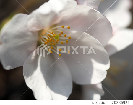 桜の雌花と雄花 120286926