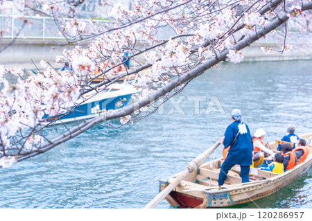 ライフスタイルイメージ 深川 花見 ライフスタイルイメージ 深川 花見 120286957