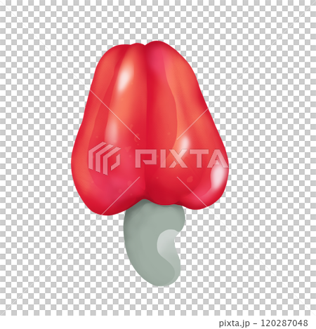 Red cashew fruit and cashew nuts Red cashew fruit and cashew nuts 120287048