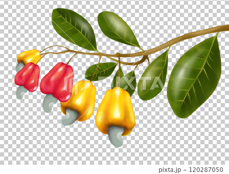 Cashew nut tree and cashew apple Cashew nut tree and cashew apple 120287050