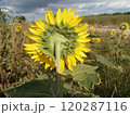 ひまわりの花(裏側)(まるで人を後ろから撮影してるみたいにかわいい) 120287116
