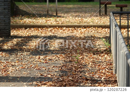 落ち葉の散策路　秋の公園 120287226
