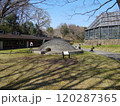 こどもの国　横浜市青葉区 120287365