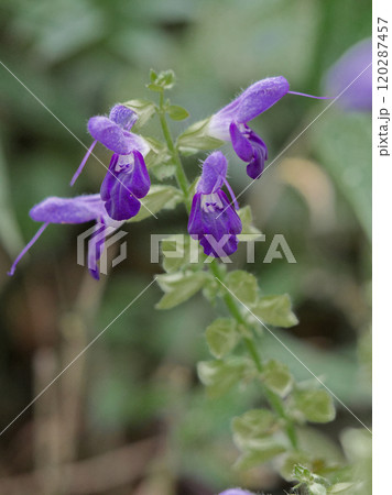 シソ科アキギリの開花 120287457